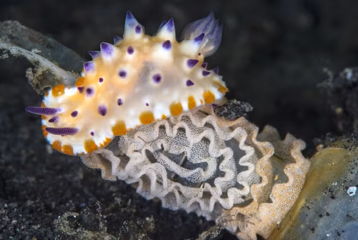 Sinh vật thân mềm (họ Mexichromis multituberculata) thì lại đang đẻ trứng trên một chai phế liệu nhựa.
