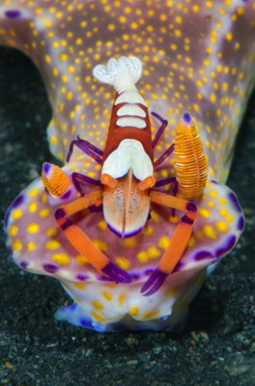 Tôm hoàng đế khoe bộ cánh rực rỡ của mình.