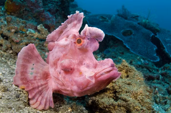 Loài cá Rhinopias eschmeyeri khoe trọn bộ cánh hồng tím của mình dưới lòng đại dương sâu thẳm.