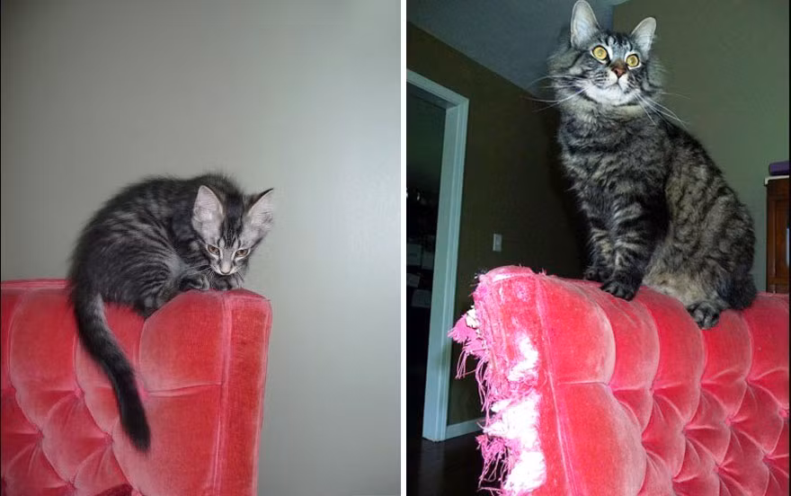 Ngac nhien voi loat anh truoc va sau khi meo truong thanh