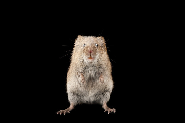 Chuột đồng là loài kết bạn tình cả đời, sống theo chế độ một vợ một chồng rất chung thủy.