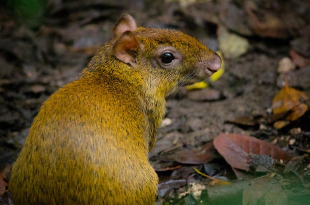 Chuột lang agouti là loài động vật duy nhất có thể cắn vỡ quả hạch Brazil.