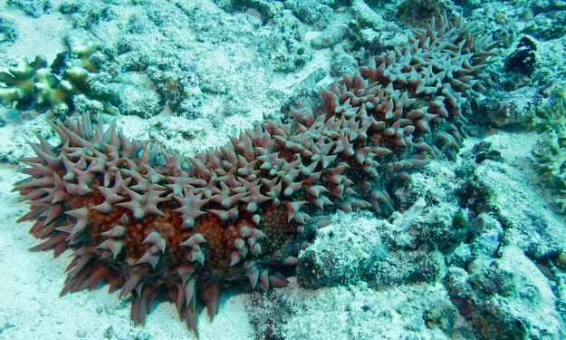 Dưa chuột biển (hải sâm) có thể moi tất cả cơ quan bên trong cơ thể rồi “bắn” ra ngoài qua hậu môn. Sau đó, nó mất vài tuần để các cơ quan có thể mọc lại hoàn chỉnh.