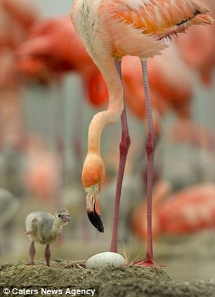 Hầu hết chim hồng hạc mỗi lần chỉ đẻ được một quả trứng có trọng lượng từ 115 gram đến 140 gram.