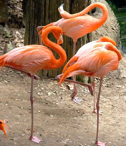 Cổ của một con chim hồng hạc có 19 đốt xương.