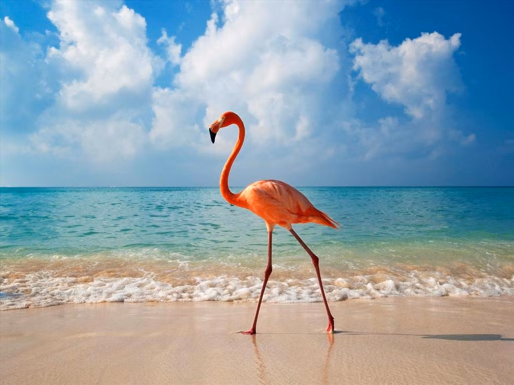 Mỏ và lông của chim hồng hạc được cấu tạo bởi keratin.