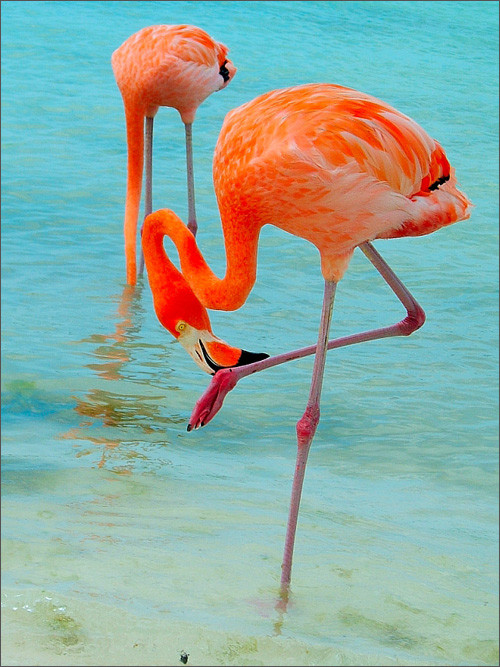 Chim hồng hạc đứng bằng một chân khi ở dưới nước. Điều này giúp nó giảm thiểu lượng nhiệt của cơ thể bị tiêu hao khi đứng dưới nước.