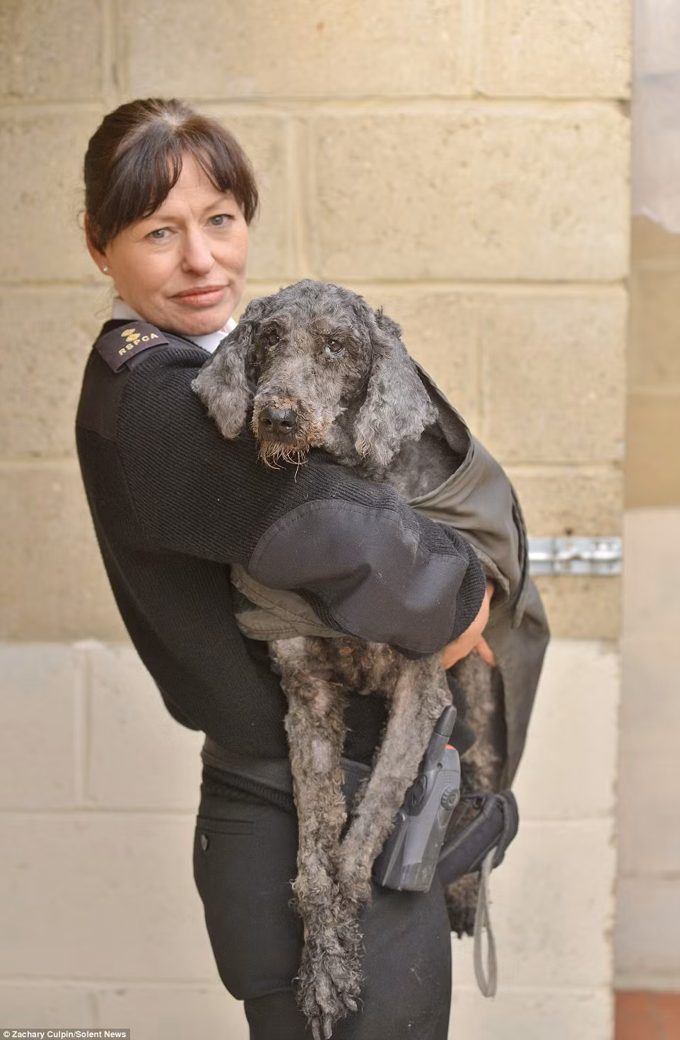 Một chú chó được đặt tên là Sian còn phải dùng thuốc an thần trong khi các nhân viên giúp chú loại bỏ bộ lông nặng nề.