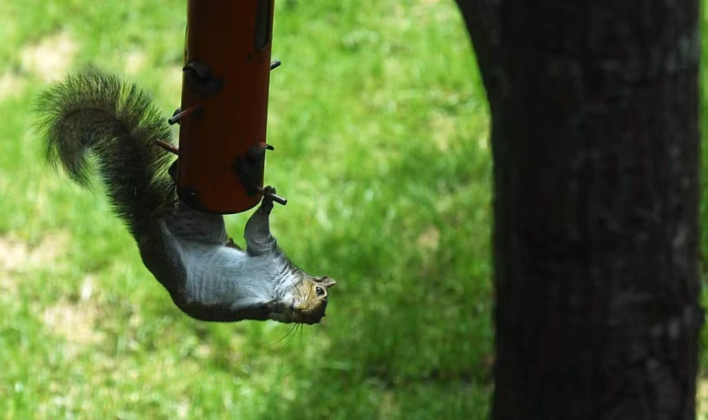 Con sóc thể hiện kỹ năng Ninja siêu đẳng với màn treo ngược ấn tượng.