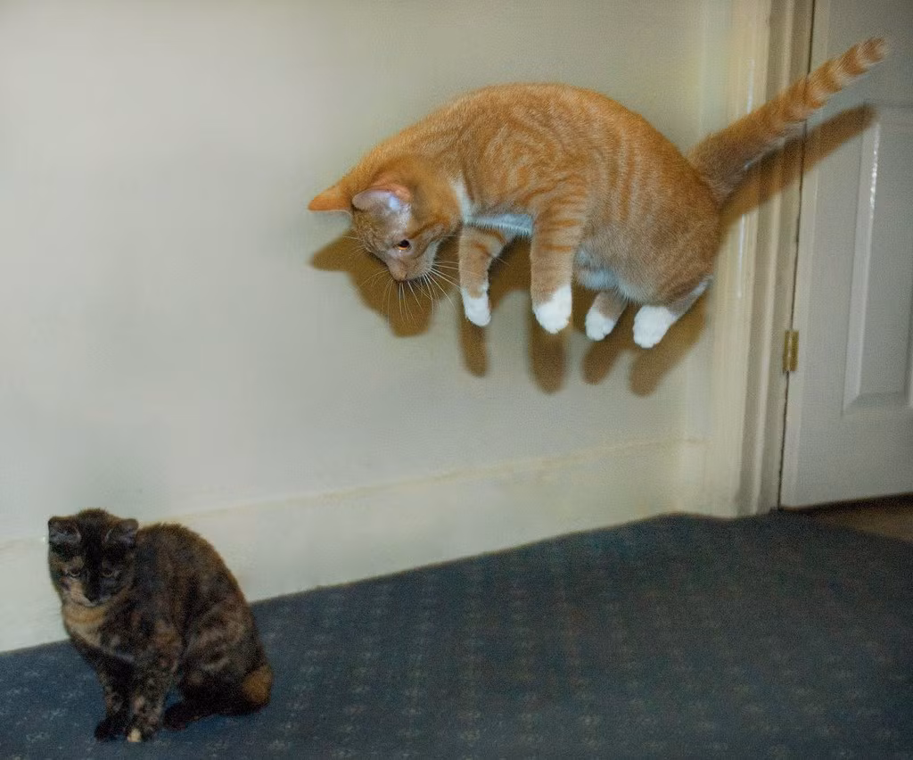 Con mèo mướp vàng tận dụng tuyệt chiêu Ninja để tấn công bất ngờ khiến con mèo kia thậm chí không biết điều gì sắp xảy đến với nó.