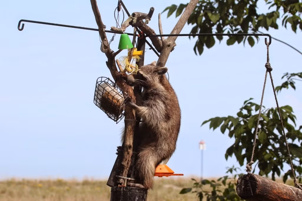 Dường như gấu mèo là những Ninja bẩm sinh với những kỹ năng hết sức điêu luyện. Điển hình như chú gấu mèo này đang khéo léo bám lấy cây khô để tìm đồ ăn trong lồng treo trên đó.