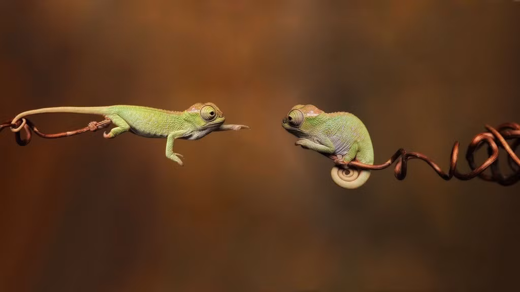 Còn đây là màn biểu diễn của tắc kè hoa Ninja.