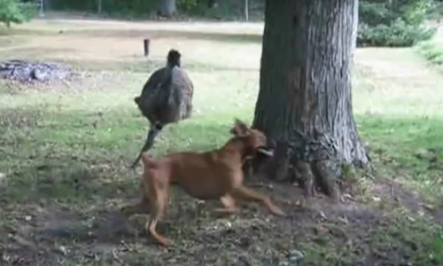 Cuoi dau bung da dieu va cho 