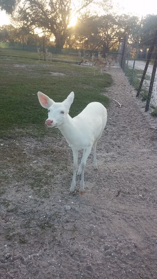 Khoe triệt để bộ áo choàng trắng tinh khôi.