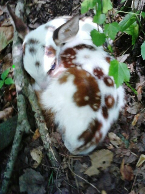 Bộ lông vô cùng độc đáo của hươu non.