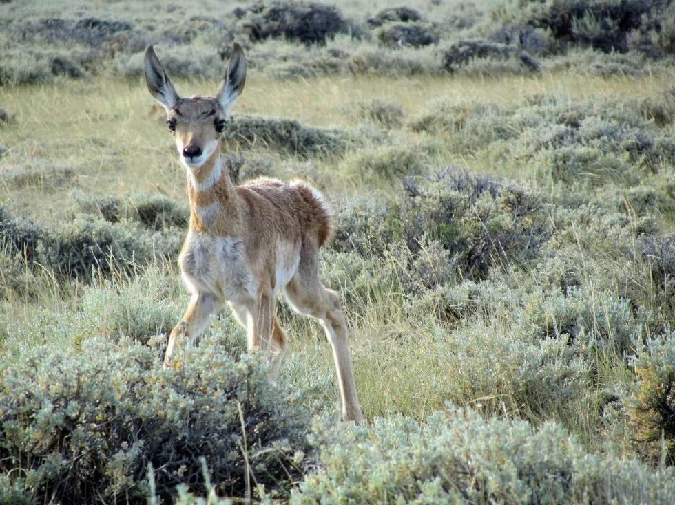 Con hươu con đáng yêu này tuy nhỏ nhưng đã có ý thức canh giữ vùng đất của mình.