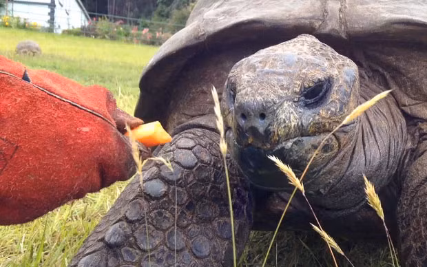 Không ai biết chắc rằng Jonathan làm thế nào để đến đảo St. Helena và cũng không biết làm sao mà “cụ” rùa có thể xoay xở để sống sót qua giai đoạn mà hàng trăm ngàn đồng loại của cụ lần lượt trở thành món ăn trên bàn ăn.