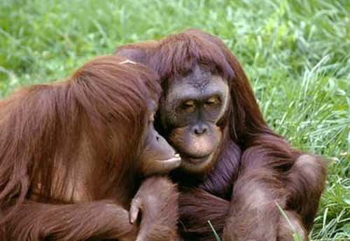 Đười ươi sống trên cây để tránh kẻ thù như hổ, báo - những con thú săn mồi trên mặt đất.