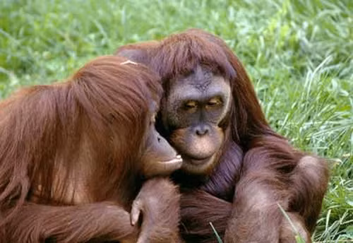 Đười ươi sống trên cây để tránh kẻ thù như hổ, báo - những con thú săn mồi trên mặt đất.