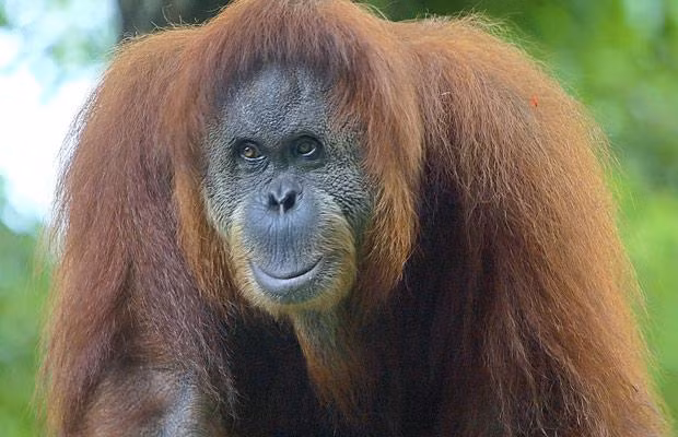 Đười ươi rất thông minh. Chúng sử dụng các công cụ như cây gậy để kiểm tra độ sâu của nước trước khi nhảy xuống. Chúng sử dụng cành cây để đuổi muỗi hay khi mưa quá to hoặc trời quá nóng, chúng sử dụng những chiếc lá to để che đầu.