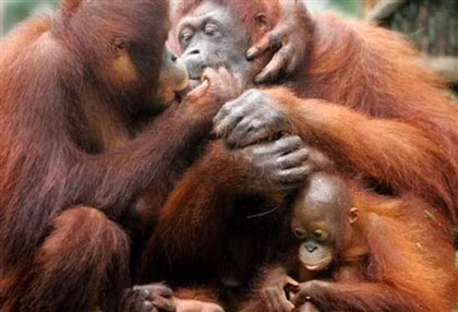 Sau 9 tháng mang thai, đười ươi cái sẽ chỉ hạ sinh một đười ươi con. Đười ươi con sẽ ở với mẹ của nó trong 7 năm. Nó sẽ khóc khi đói và rên rỉ khi bị đau. Đười ươi con còn biết cười với mẹ của nó.