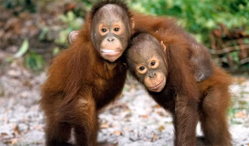  Loài đười ươi là một trong số những họ hàng gần gũi nhất của chúng ta. Cũng giống như con người, đười ươi có 32 răng và cũng mang thai 9 tháng. Chúng thường cao từ 1m - 1,4m và nặng từ 50kg - 90kg.