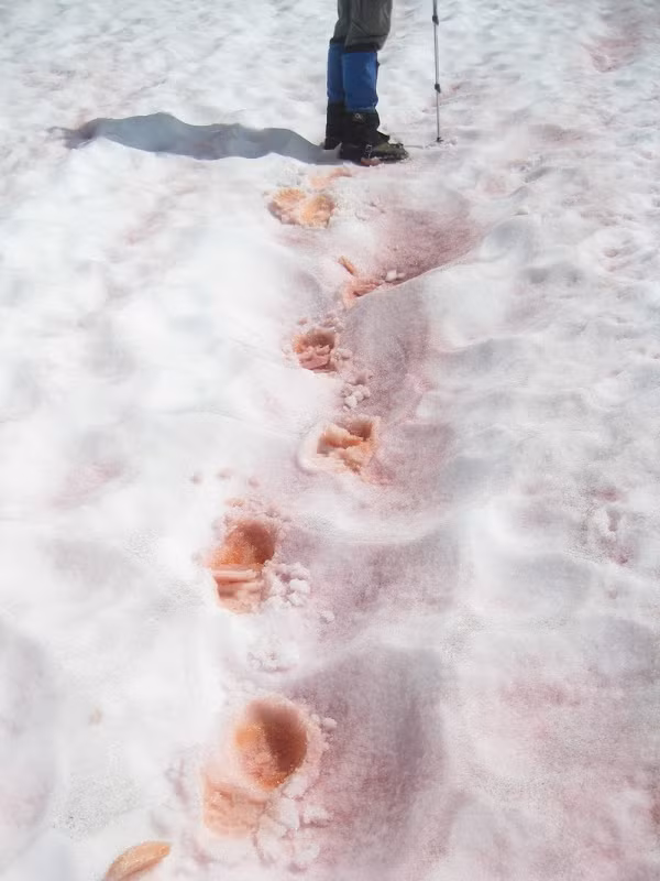 Khi người đi ủng dẫm lên mặt tuyết sẽ để lại những dấu chân có màu đỏ, như vừa được rưới nước dưa hấu lên bên trên, thậm chí tuyết còn có mùi dưa hấu tươi nên được gọi là “tuyết dưa hấu”.