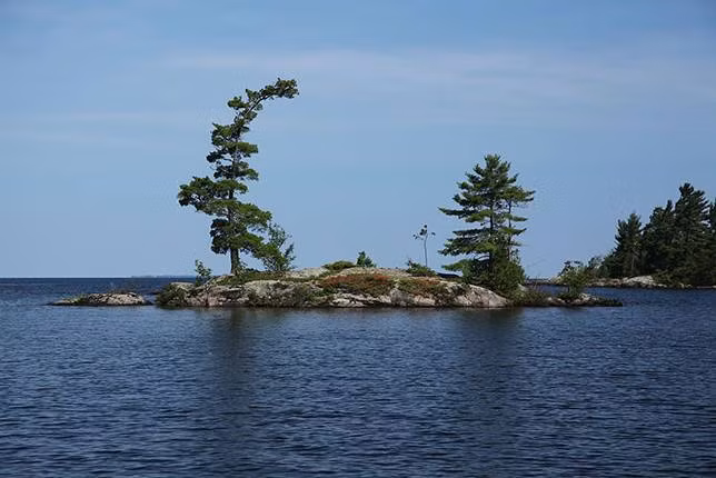 Thân cây cực kỳ ấn tượng trên bờ hồ Nipissing, Ontario, Canada.