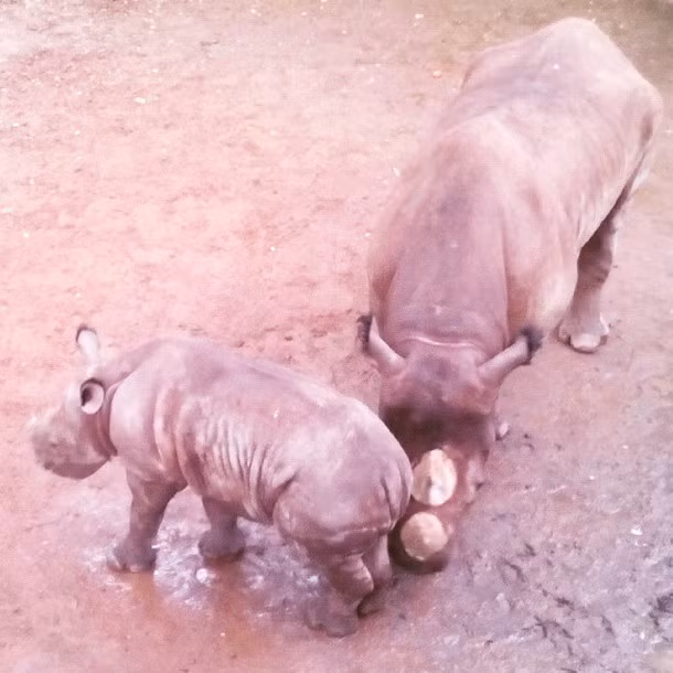 Tê giác con rất cần sự khuyến khích của mẹ để chạm vào lớp bùn này.