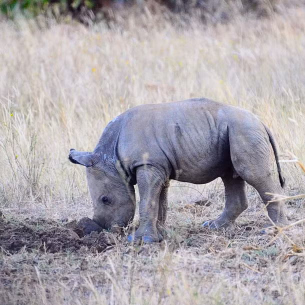 Tê giác con tò mò nhưng hết sức thận trọng khám phá bùn.