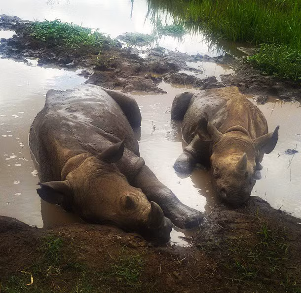 Không gì có thể khiến lũ tê giác thoải mái hơn được ngủ trên cái nệm bùn êm ái, mát rượi.