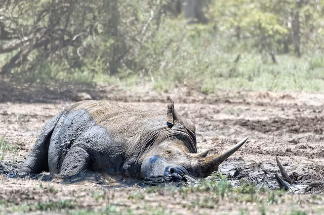 Sung sướng đến nỗi có thể nằm ngủ ngay trên lớp bùn.