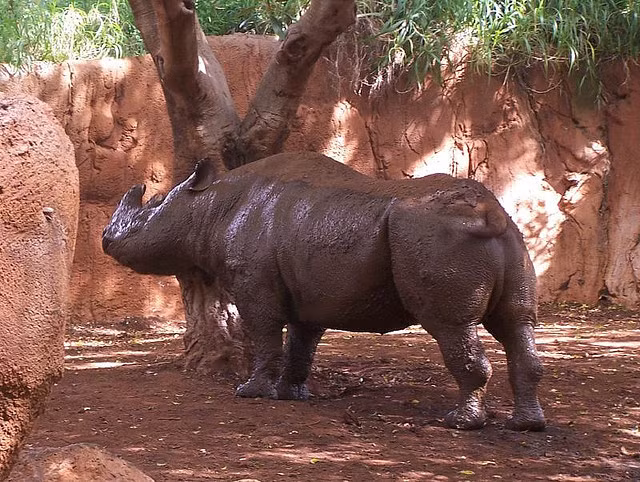 Chắc hẳn con tê giác này đã bị dính một ít bùn vào mắt.