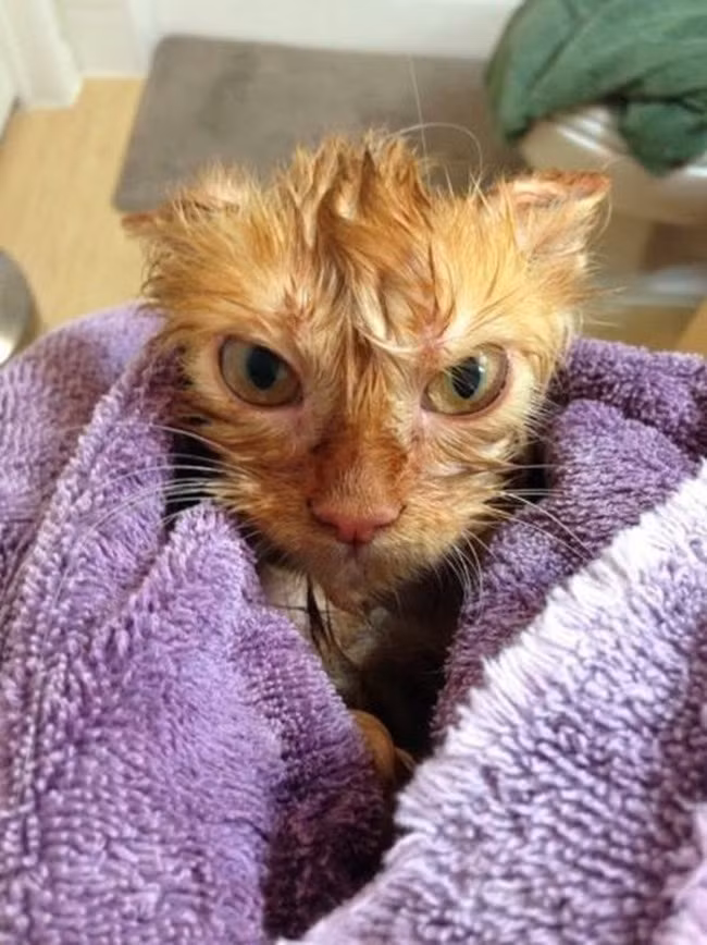 Khuôn mặt gây sự của con mèo như muốn nói: “Lần sau, tôi không tắm nữa đâu nhé”.