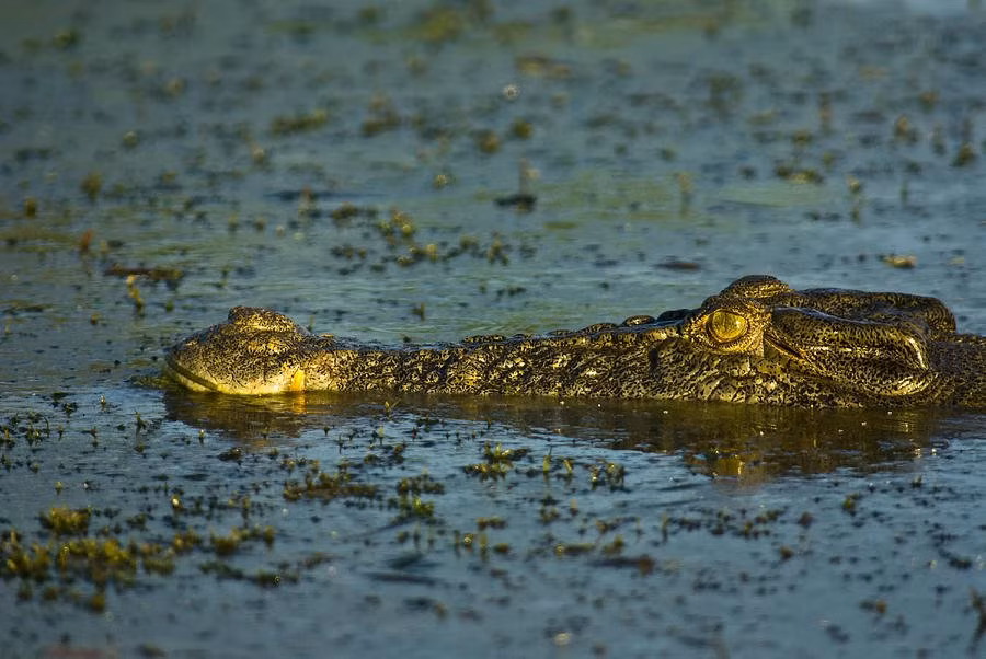 Thường săn mồi đơn độc nhưng đôi khi cá sấu cũng cộng tác với nhau để hạ gục con mồi lớn và chia nhau từng miếng mồi. Chúng có thể kiên nhẫn chờ đợi cả ngày, táp con mồi bằng cú đớp cực mạnh khi con mồi vào đúng tầm và quăng quật nó xung quanh khiến cơ thể nó tan nát.