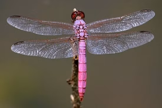 Chuồn chuồn hồng châu Mỹ. Loài chuồn chuồn này càng trẻ thì càng có màu hồng đậm và chỉ có ở con đực. Có thể đây là một cách thu hút bạn tình của chúng.