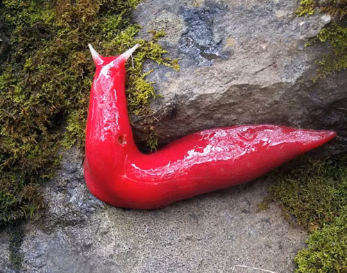 Sên nhớt khổng lồ màu hồng ở New South Wales - Australia có thể khiến nhiều người giật mình vì màu sắc quá nổi bật và kích thước khủng của nó.