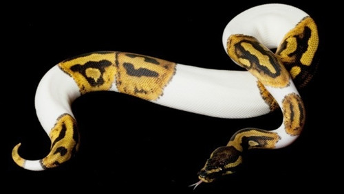 Con trăn này bị mắc hội chứng Piebaldism. Đây là căn bệnh hiếm gặp ở động vật, ảnh hưởng đến khả năng sản xuất các sắc tố melanin tạo nên màu sắc của da. Con trăn này đã bị trộn giữa sắc tố trắng và màu sắc bình thường của da khiến nó mang màu rất lạ và ấn tượng.