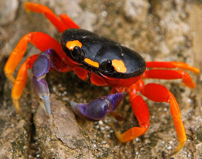 Loài cua sặc sỡ khoác lên mình những sắc màu đỏ, tím, cam, đen này được gọi là Cua Halloween do trùng khớp với những sắc màu chủ đạo của lễ hội hóa trang này. Chúng được tìm thấy ở vùng biển Thái Bình Dương, Mexico, Trung Mỹ và Peru.