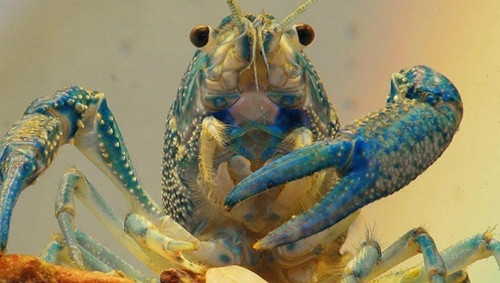 Tôm hùm có màu xanh dương rực rỡ với những đốm vàng lấm tấm trên giáp xác của chúng là do sự đột biến gen. Đôi khi một số cá thể bị dư thừa lượng protein quá mức dẫn đến hiện tượng này.