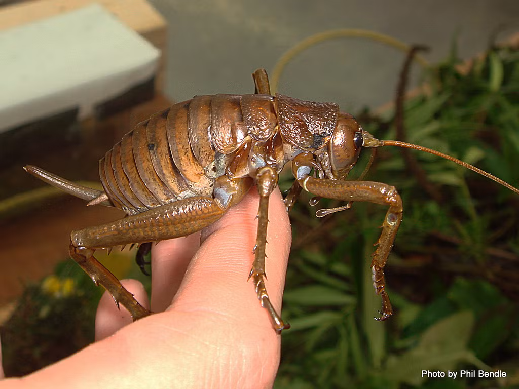 Hiện nay, tại New Zealand, có hơn 70 loài dễ Weta. Những người họ hàng thân thiết nhất của dế Weta khổng lồ bao gồm các Weta ăn thịt, Weta cây, và Weta hang. Loài Alpine Weta có thể ở trong tình trạng đóng băng suốt mùa đông, và chỉ trở lại hoạt động khi mùa xuân đến.