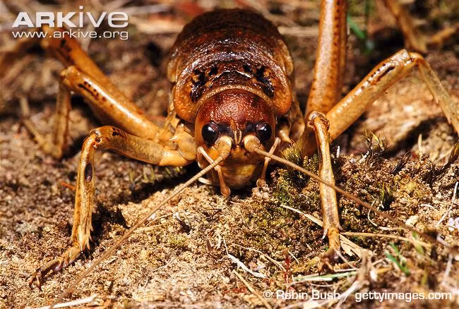 Hóa thạch dế tìm thấy từ kỷ Trias (190 triệu năm trước đây) có nhiều điểm tương đồng với dế Weta sống tại New Zealand ngày nay. Điều này đồng nghĩa với việc dế Weta còn “già” hơn cả một số loài khủng long.