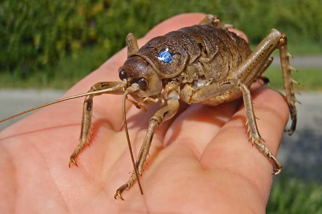 Gần đây, dế Weta khổng lồ được các nhóm bảo tồn nuôi để gia tăng số lượng các loài này. Do đó, nhiều bé dế đã được sinh ra tại Vườn thú Auckland năm 2013. Đến tháng 5/2014, Vườn thú đã đưa 150 con dế Weta khổng lồ trở về thiên nhiên hoang dã trên đảo Tiritiri Tiritiri Matangi.