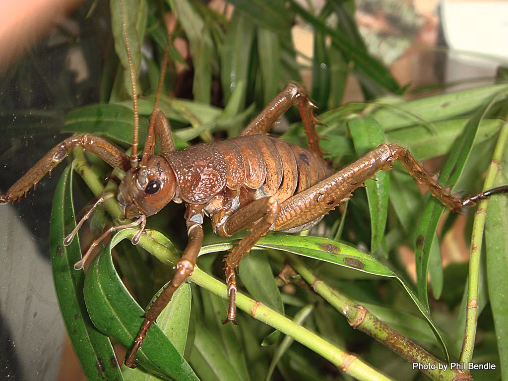 Dế Weta cực kì hung hãn, chúng có thể tấn công cả thú như chuột và thậm chí là con người. Tên Weta trong tiếng Maori (New Zealand) có tên là “chúa tể của những thứ xấu xí” hay “con châu chấu khủng khiếp”.