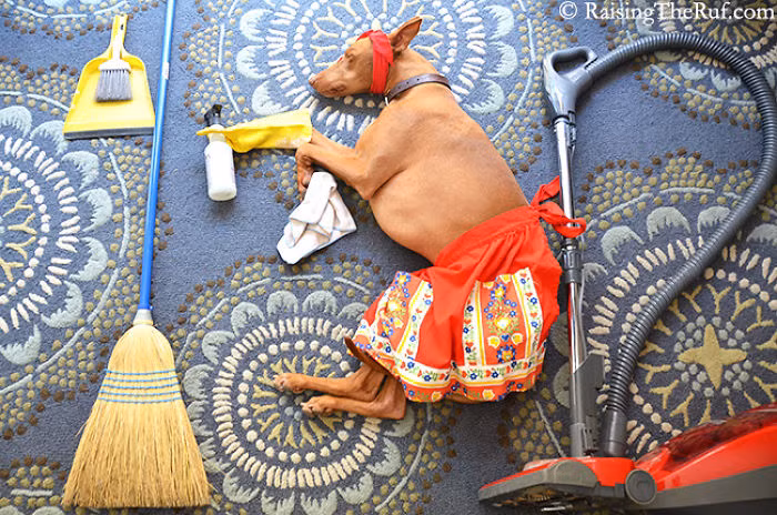 Bộ ảnh cuộc phiêu lưu của Rufus trong giấc ngủ được đăng tải tại tên miền raisingtheruf.com thu hút được nhiều lượt xem và chia sẻ đồng thời nhận được rất nhiều lời khen ngợi, ủng hộ. Trong ảnh là Rufus và giấc mơ trải nghiệm công việc của một bà nội trợ tất bật.