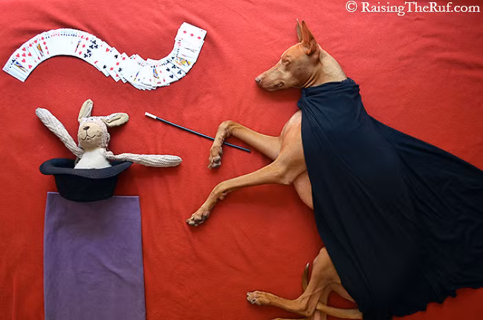 Rufus mơ làm ảo thuật gia.