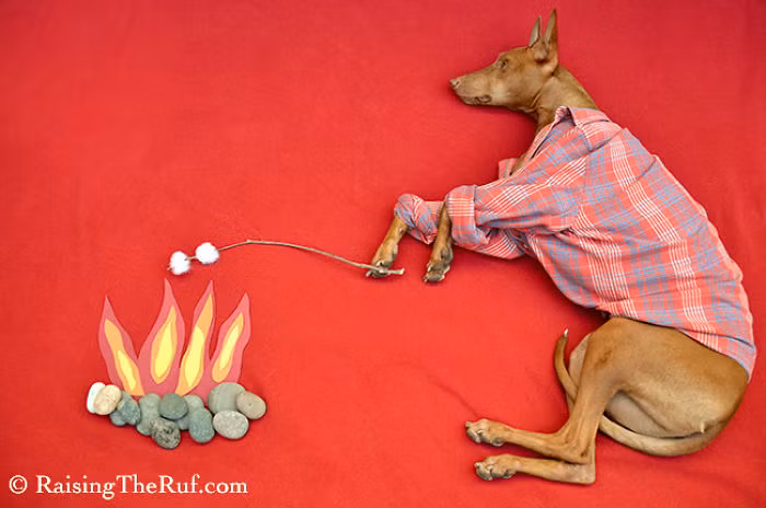 Thảnh thơi nướng kẹo dẻo thơm ngon.