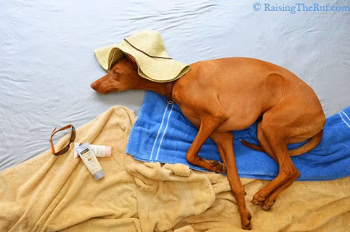 Thư giãn với nắng vàng, biển xanh, cát trắng.