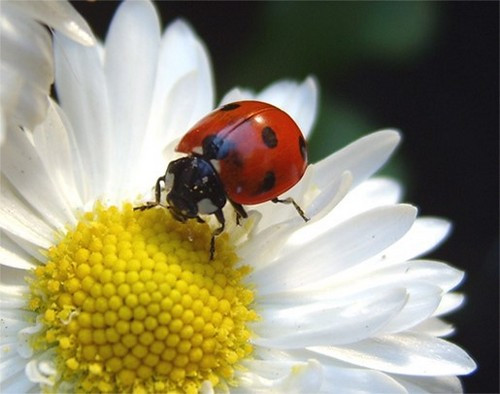 Ở nhiều nền văn hóa tại hầu hết khắp nơi trên thế giới, có lẽ bởi vì bọ rùa ăn những loài gây hại cho vườn tược nên nó được coi là dấu hiệu của sự may mắn.