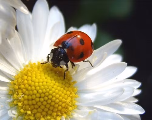 Ở nhiều nền văn hóa tại hầu hết khắp nơi trên thế giới, có lẽ bởi vì bọ rùa ăn những loài gây hại cho vườn tược nên nó được coi là dấu hiệu của sự may mắn.